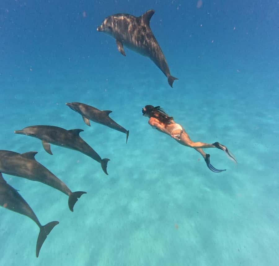 Zanzibar: Mnemba Island&Dolphin Swim With Optional Lunch - Snorkeling around Mnemba Atoll