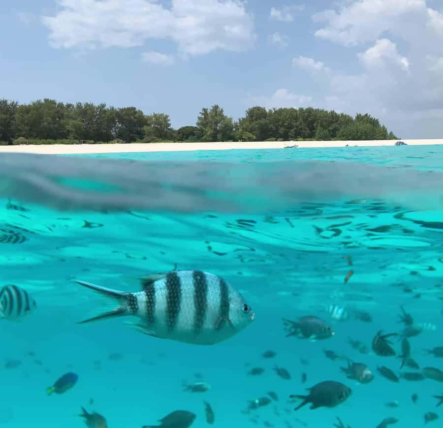 Zanzibar: Mnemba Island&Dolphin Swim With Optional Lunch - Mnemba’s beach, sandbanks, and the island itself