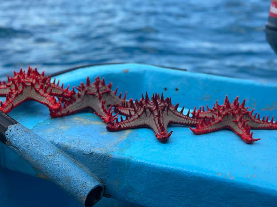 Zanzibar: Mnemba Island&Dolphin Swim With Optional Lunch - Safety, comfort, and group size