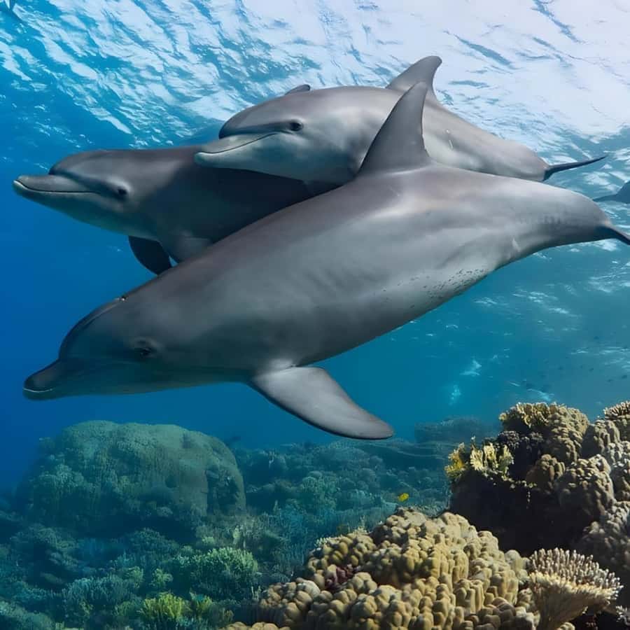 Zanzibar: Mnemba Island & Jozani Forest Tour with Turtles - Five things to know before booking