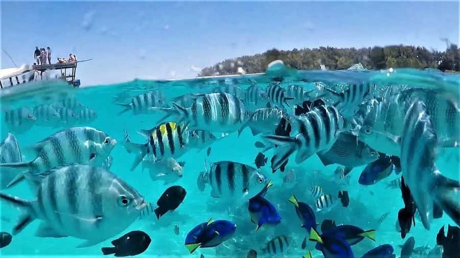Zanzibar: Mnemba Island & Jozani Forest Tour with Turtles - Why this makes a strong Zanzibar day trip