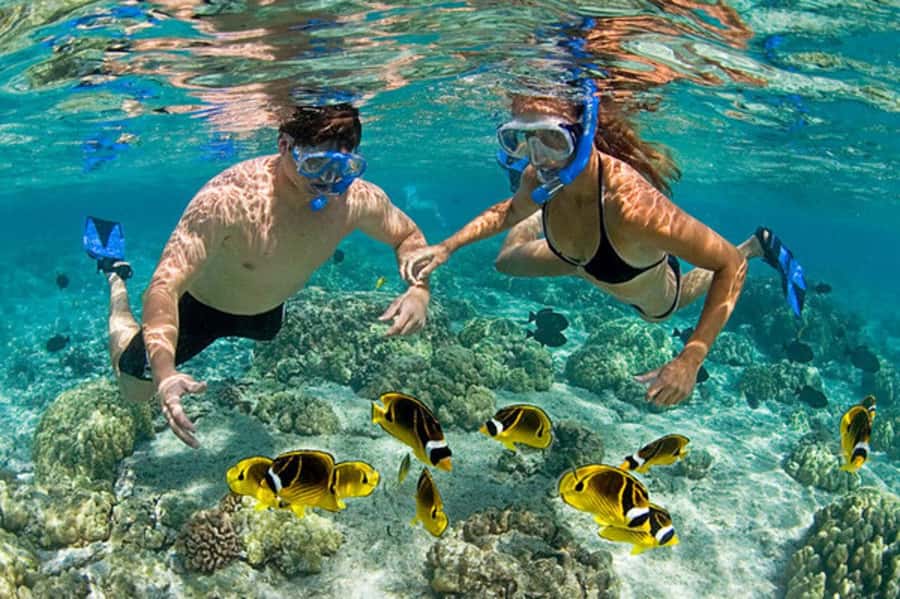Zanzibar: Mnemba Island & Jozani Forest Tour with Turtles - Swimming with turtles at the conservation site