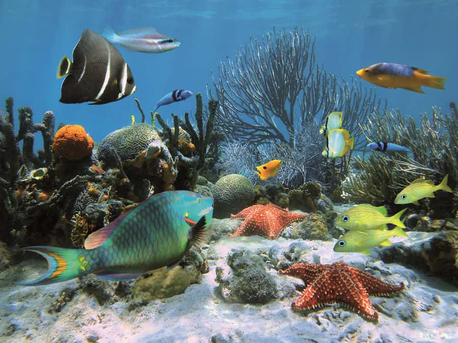 Zanzibar: Mnemba Island, Monkeys & Kuza Cave Private Tour - Final verdict: a busy day with strong sea and nature stops