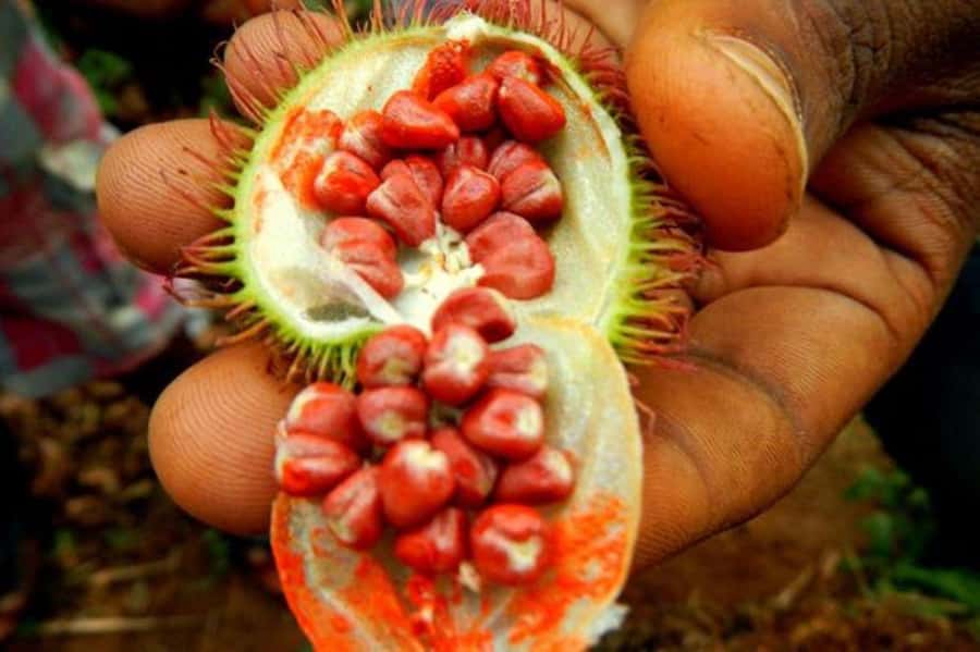 Zanzibar: Mnemba Island, Prison Island and Salaam Cave Tour - Practical advice for a smoother day