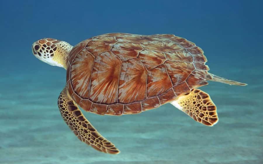 Zanzibar: Mnemba Island, Prison Island and Salaam Cave Tour - Mnemba Atoll: dolphins, snorkeling, and a sandbank