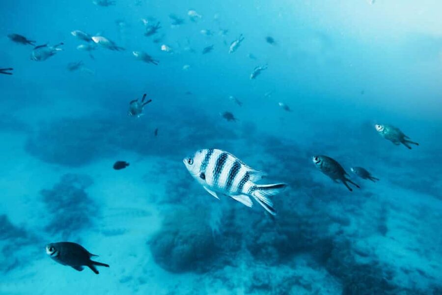 Zanzibar: Mnemba Island Private Snorkeling Tour and Pickup - Dolphins, turtles, and the limits of wildlife watching
