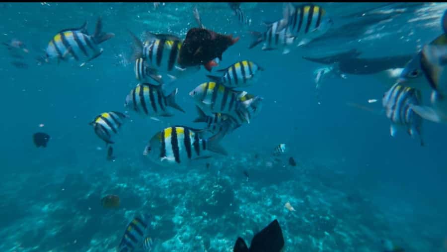 Zanzibar: Mnemba Island Private tour - Boat time, fruit, and the value of a half-day outing
