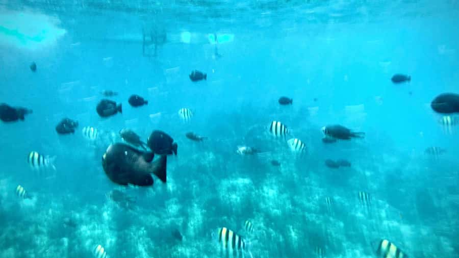 Zanzibar: Mnemba Island Private tour - What the $81 price really includes