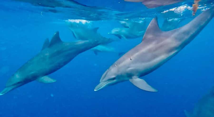 Zanzibar: Mnemba Island Private tour - The dolphin encounter, with an important ethical warning