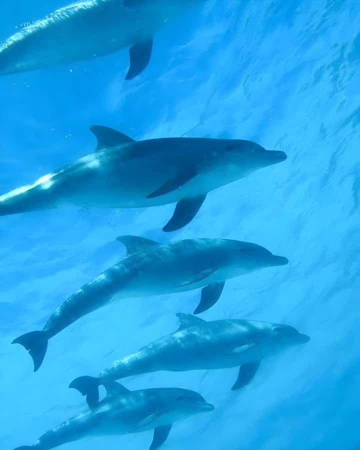 Zanzibar: Mnemba Island Snorkeling and Dolphin Tour - Why this Mnemba trip is worth considering