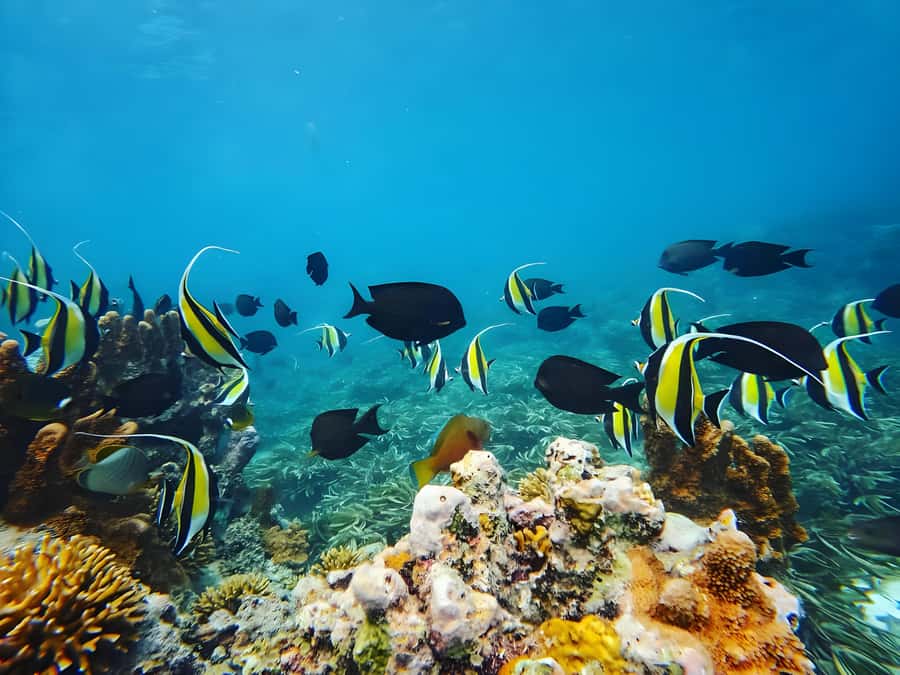 Zanzibar: Mnemba Island Snorkeling and Dolphin Tour - Seafood lunch on the Zanzibar coast