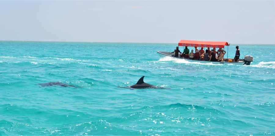 Zanzibar: Mnemba Island Snorkeling & Dolphin - Key points at a glance