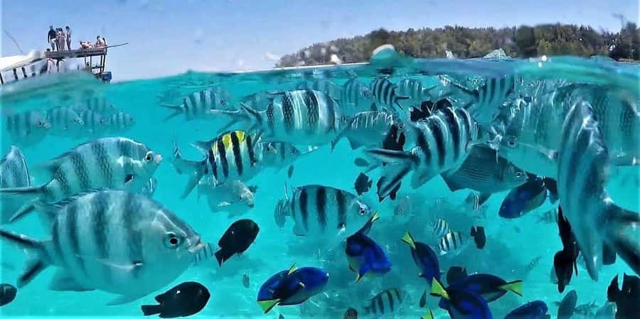 Zanzibar: Mnemba Island Snorkeling & Dolphin - Dolphin watching with clear limits