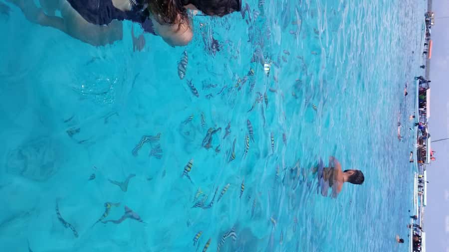 Zanzibar: Mnemba Island Snorkeling & Dolphin - What to bring and what to expect on the water