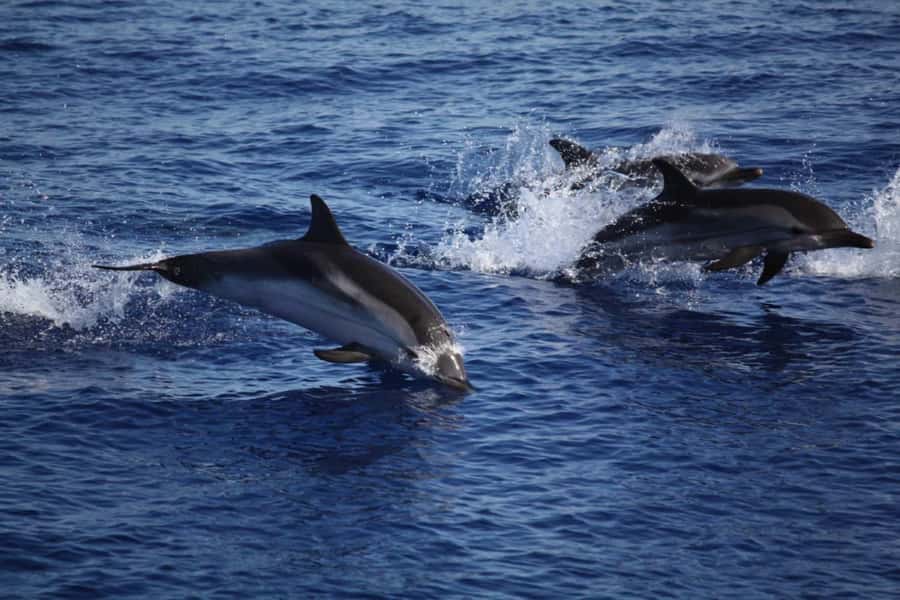 Zanzibar: Mnemba Island Snorkeling & Dolphin - Reaching Mnemba’s reef