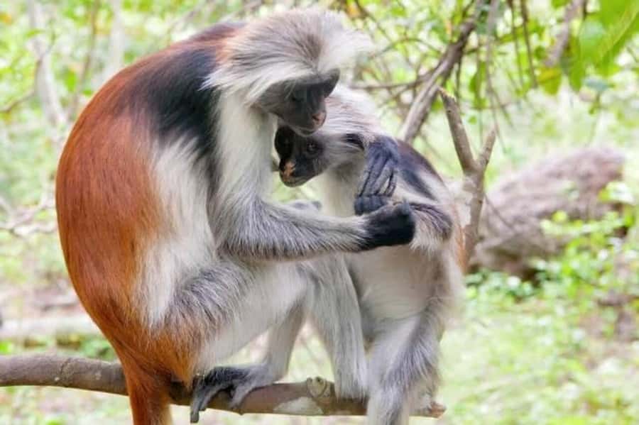 Zanzibar Nature Combo: Salaam Cave Swim & Jozani Forest Tour - Key points to know before booking