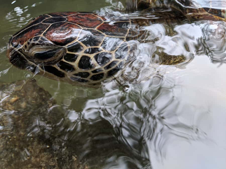 Zanzibar: North Coast and Turtle Sanctuary Tour - What the $112 price includes