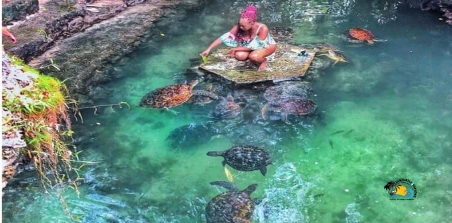 Zanzibar: Nungwi Cultural Village Tour and Swim Turtles - Key points to know before booking