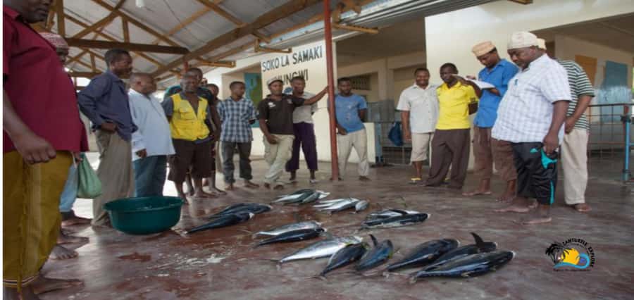Zanzibar: Nungwi Cultural Village Tour and Swim Turtles - Swimming with turtles at Baraka Marine Turtles Pond