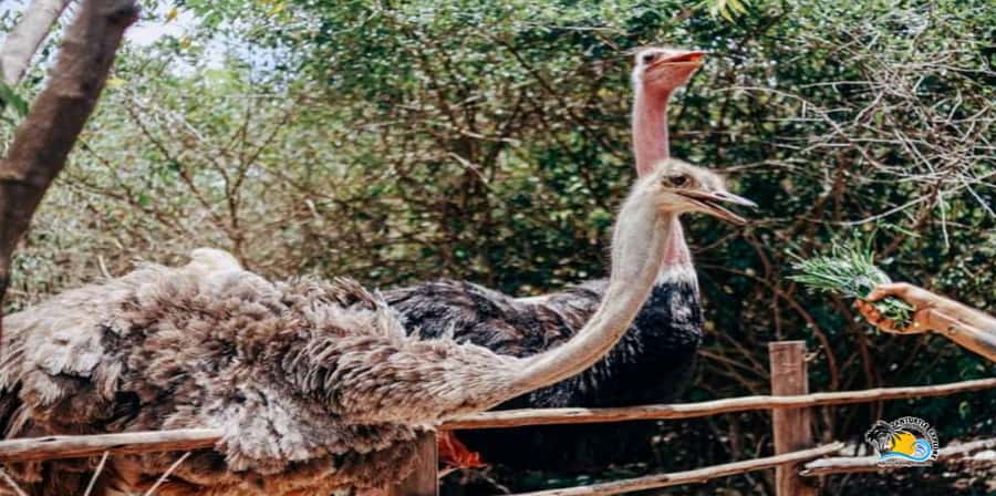 Zanzibar: Nungwi Kilosa Zoo Conservation Tour - The guides make a real difference