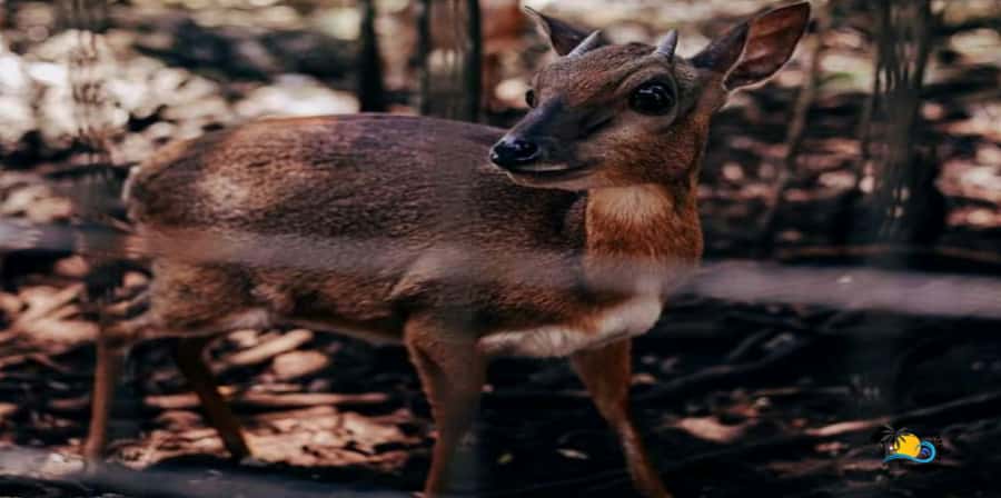 Zanzibar: Nungwi Kilosa Zoo Conservation Tour - Aders’ duiker, birds, and smaller species
