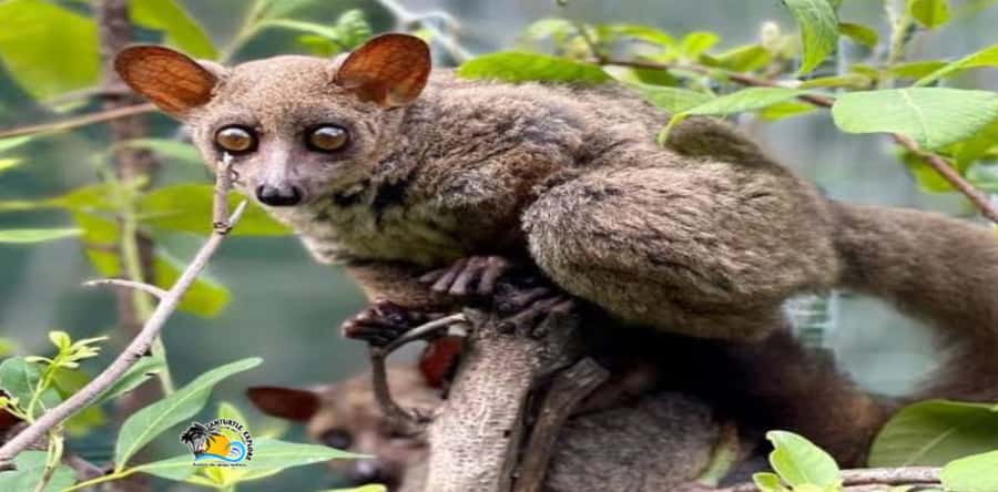Zanzibar: Nungwi Kilosa Zoo Conservation Tour - Touching animals: what makes the visit different