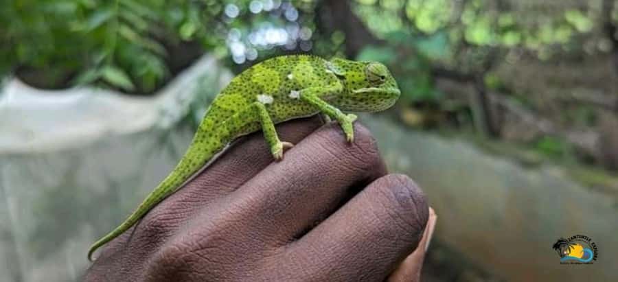 Zanzibar: Nungwi Kilosa Zoo Conservation Tour - Why the two-hour length works
