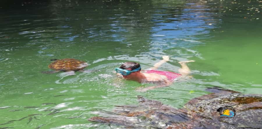 Zanzibar: Nungwi Kilosa Zoo & Swimming with Turtles - Key points to know before booking