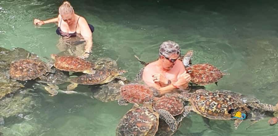 Zanzibar: Nungwi Kilosa Zoo & Swimming with Turtles - Kilosa Zoo, where conservation meets contact