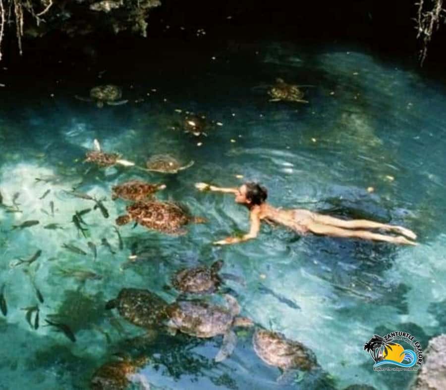 Zanzibar: Nungwi Kilosa Zoo & Swimming with Turtles - Lunch in Nungwi, with one important clarification