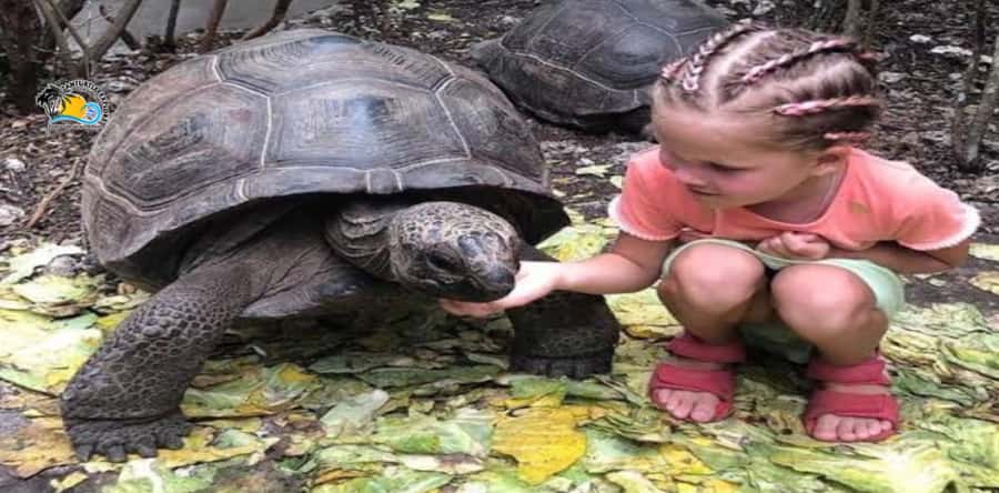 Zanzibar: Nungwi Kilosa Zoo & Swimming with Turtles - How long the day may actually feel