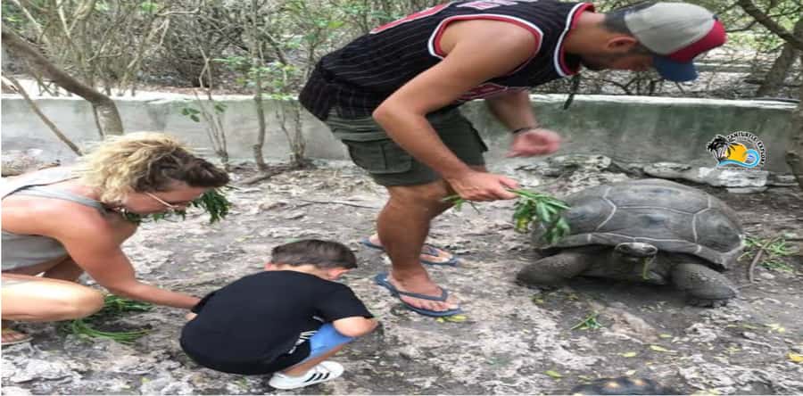 Zanzibar: Nungwi Kilosa Zoo & Swimming with Turtles - Who will enjoy this most