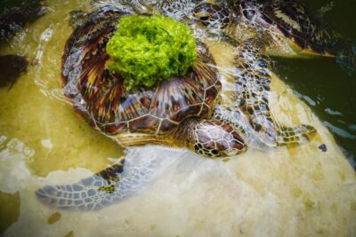 Nungwi Turtle Aquarium Guided Half-Day Trip