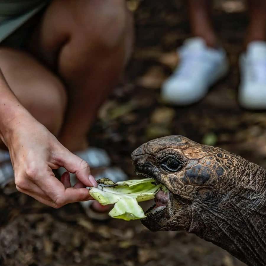 Zanzibar: Prison Island & Giant Tortoises with Pickup - Who should book this half-day outing?