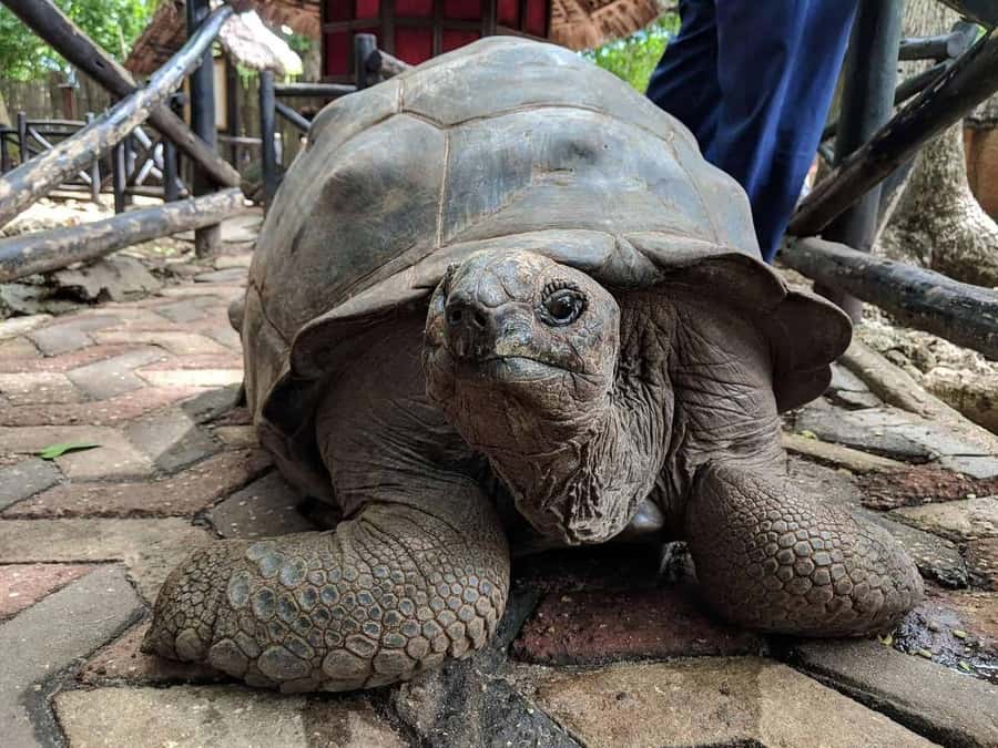 ZANZIBAR: Prison Island, Jozani Forest & SeaTurtle Sanctuary - Salam Cave and Swimming With Rescued Turtles