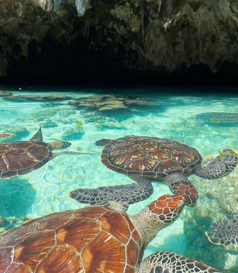 ZANZIBAR: Prison Island, Jozani Forest & SeaTurtle Sanctuary - Is $118 Per Person Good Value?