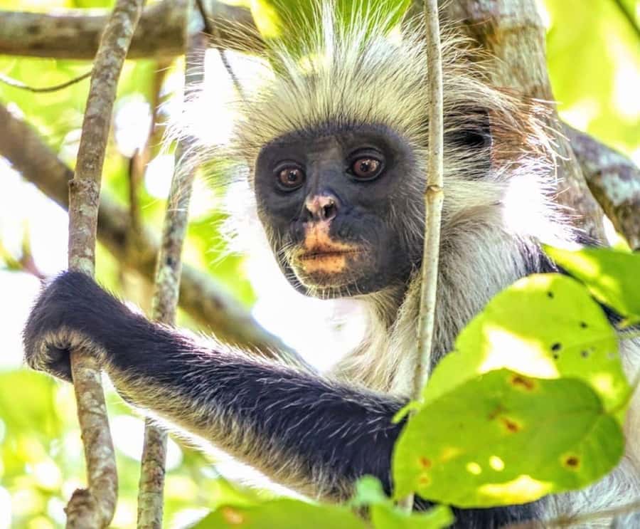 Zanzibar: Prison Island, Monkeys, and Kuza Cave Private Tour - Is $170 per person good value?