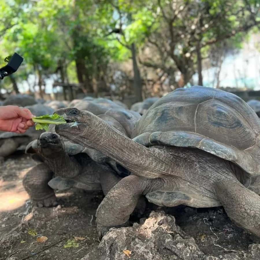 Zanzibar: Prison island & Nakupenda Sandbank Small-GroupTour - Prison Island and its giant tortoises