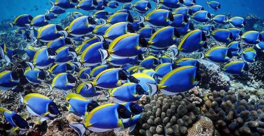 Zanzibar: Prison Island & Nakupenda Sandbank Tour with Lunch - A beach barbecue with seafood and fruit