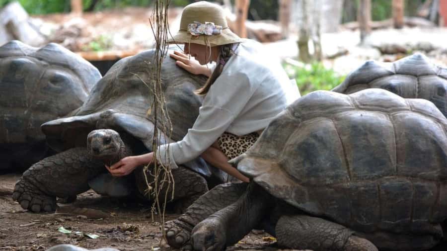 Zanzibar: Prison island, Sea Turtle Sanctuary + Mtende Beach - How to prepare for the eight hours