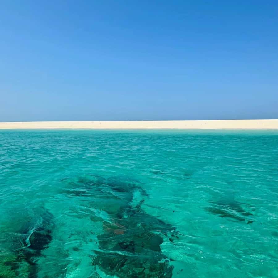 ZANZIBAR: Prison Island, Spice Farm Visit & Turtle Swim Tour - The guide can shape the whole experience
