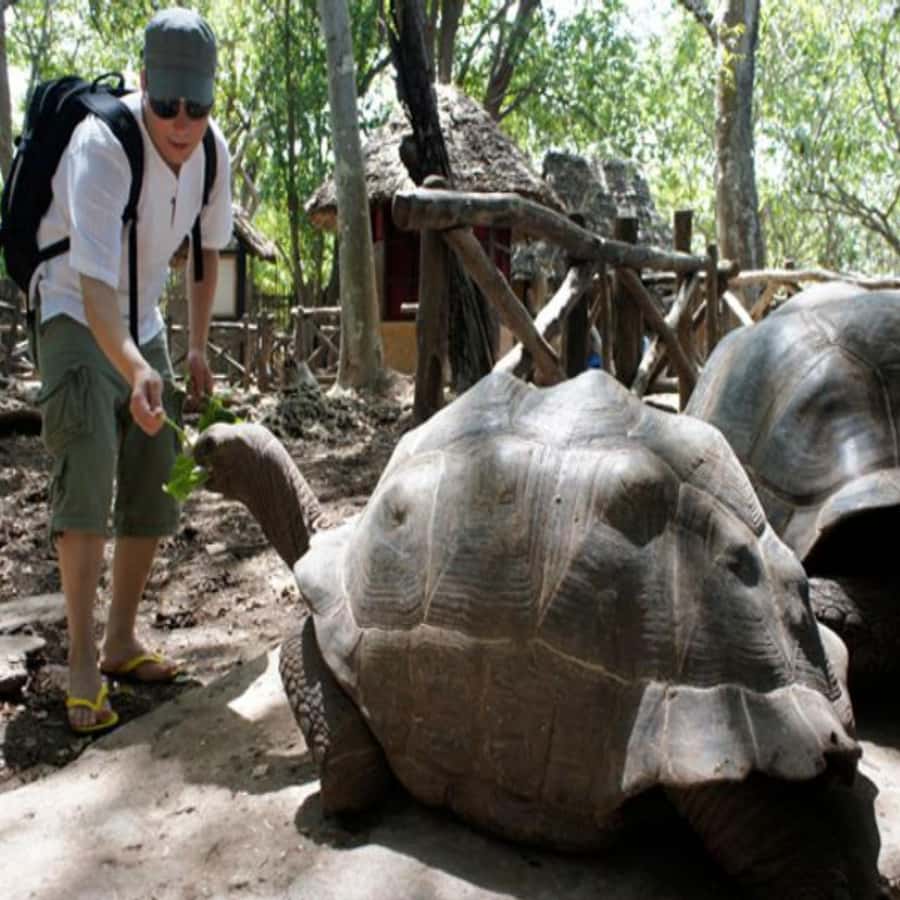 ZANZIBAR: Prison Island, Spice Farm Visit & Turtle Swim Tour - What to pack for the eight-hour outing