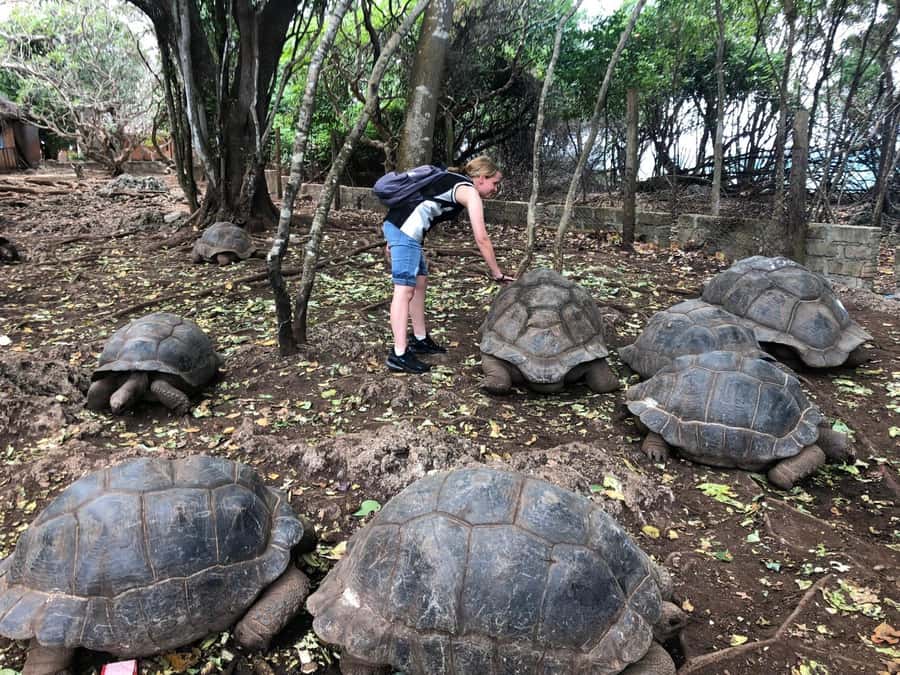 Zanzibar: Prison Island, Stone Town, & Spice Farm Tour - Why this tour works as a first day in Zanzibar