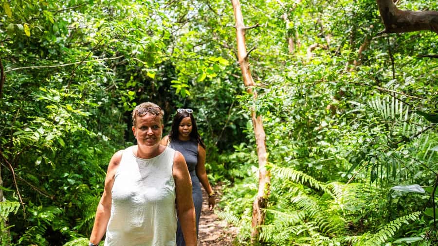 Zanzibar: Prison Island, Tortoise, Jozani Forest Guided Tour - Red colobus monkeys in their natural setting