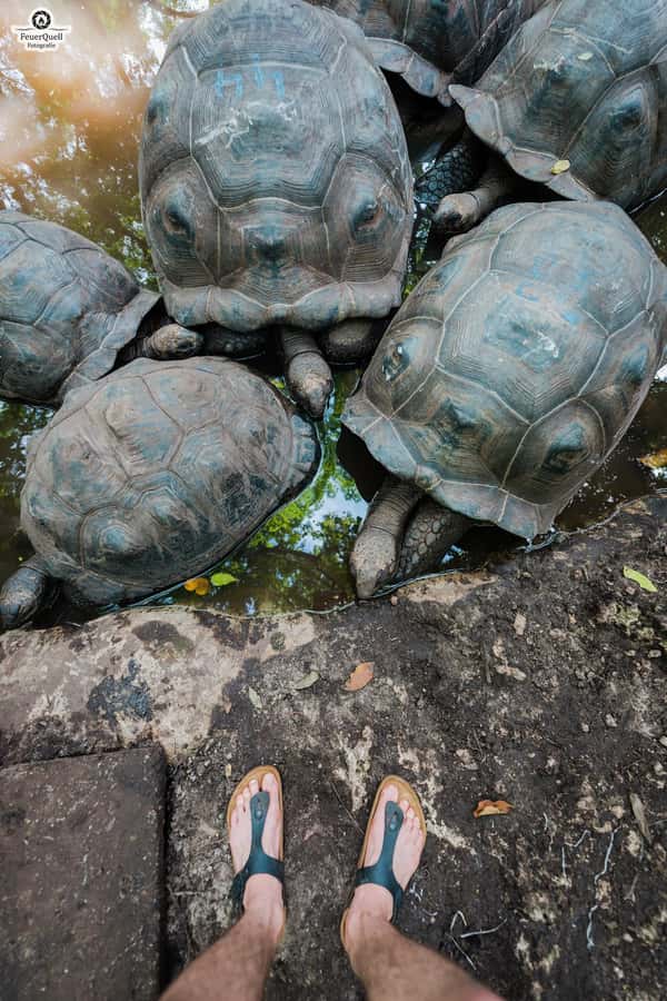 Zanzibar: Prison Island, Tortoise, Jozani Forest Guided Tour - Is $100 per person good value?