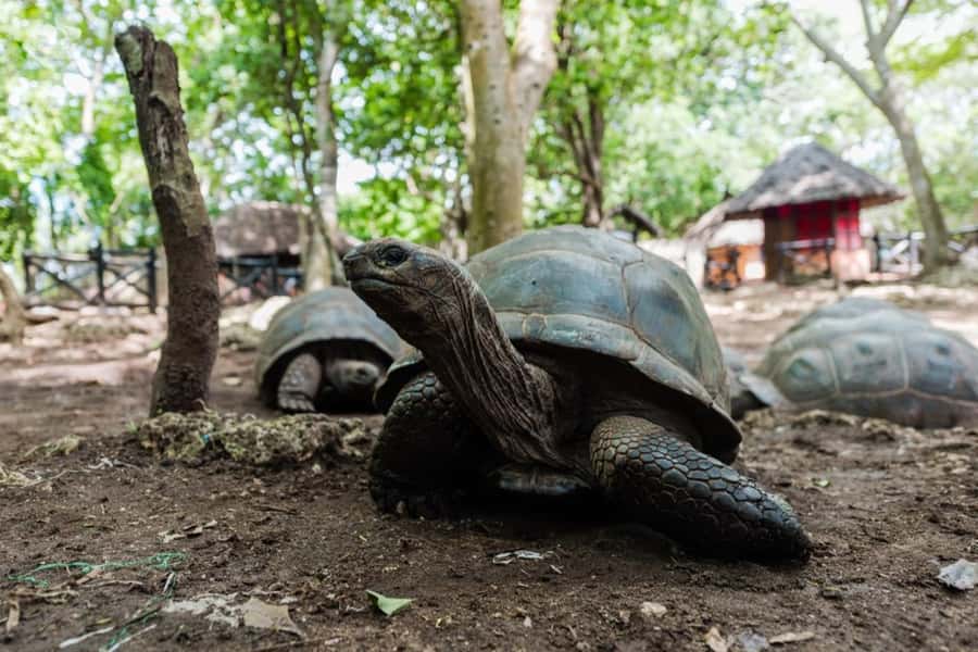 Zanzibar : Prison Island Tour - From your hotel to Stone Town’s waterfront