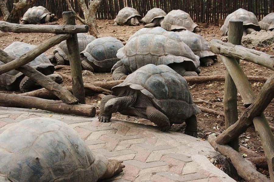 Zanzibar: Prison Island Tour with Giant Tortoises &Boat Ride - Meeting the giant Aldabra tortoises