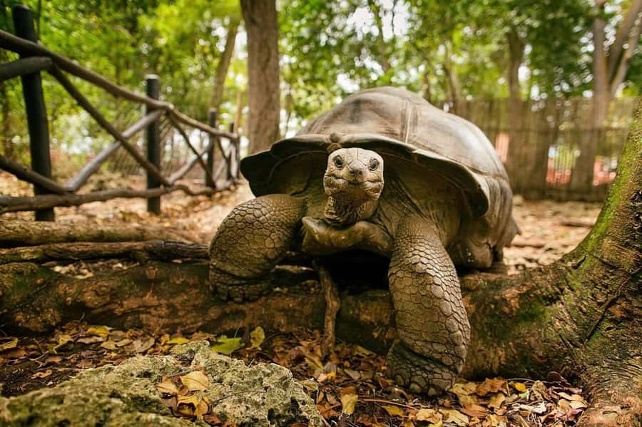 Zanzibar: Private Stone Town, Prison Island & SpiceFarm Tour - How the timing shapes the day