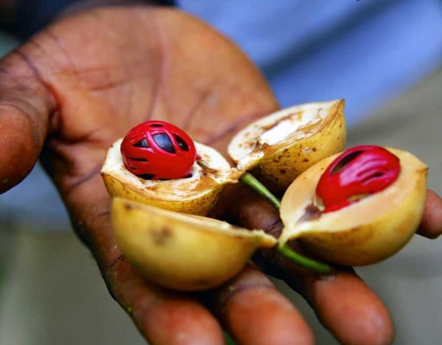 Zanzibar: Private Stone Town, Prison Island & SpiceFarm Tour - Should you book the Stone Town, Prison Island and Spice Farm Tour?