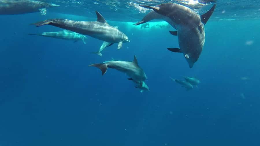 Zanzibar: Pungume island-dolphin watching - BBQ Lunch - Why Pongume Island makes this outing different